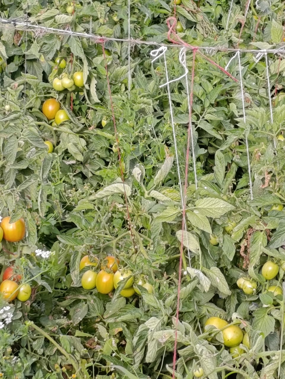 Tomato Product